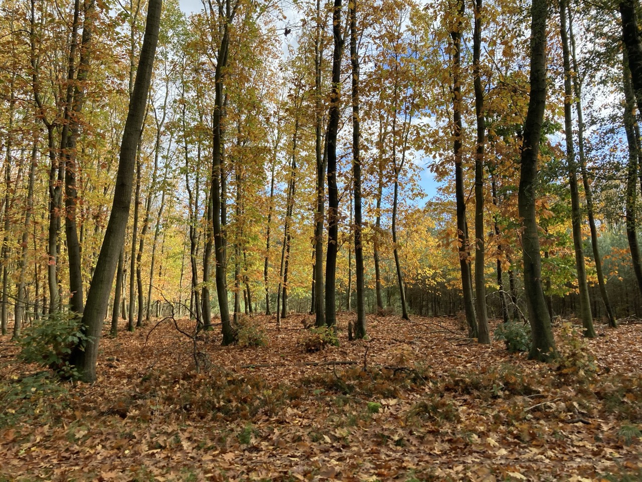 Bos-in-de-herfst.jpeg