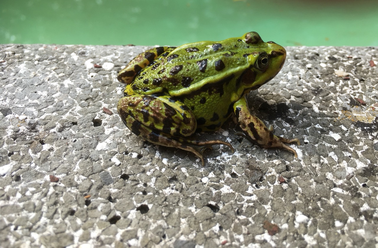 Groene-kikker.jpeg